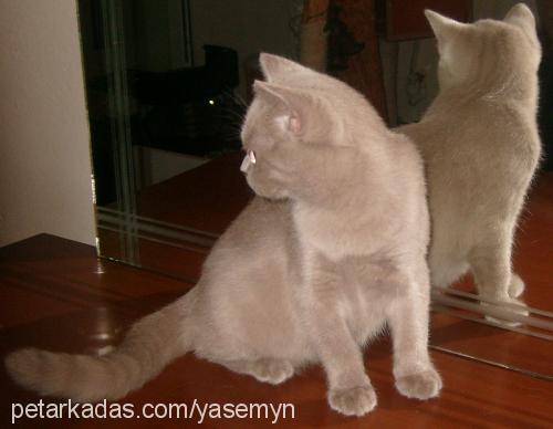 hurrem Dişi British Shorthair