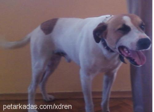 alex Erkek Jack Russell Terrier