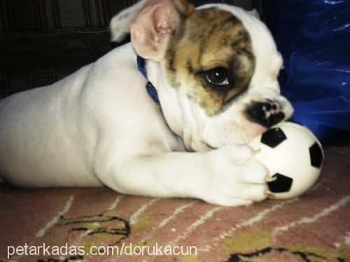 acun Erkek İngiliz Bulldog