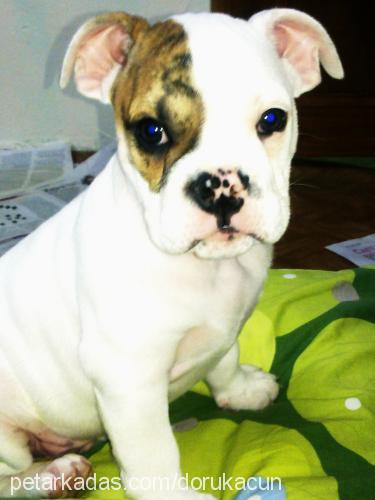 acun Erkek İngiliz Bulldog