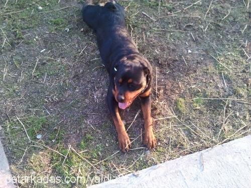 Şila Dişi Rottweiler