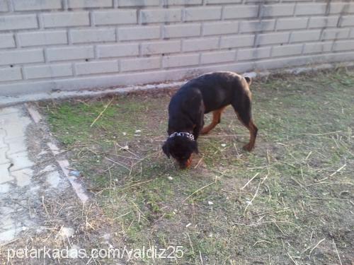 Şila Dişi Rottweiler