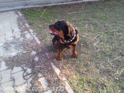 Şila Dişi Rottweiler