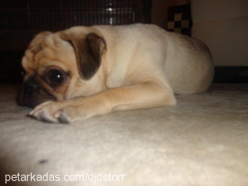 kyra-baileys Dişi Pug