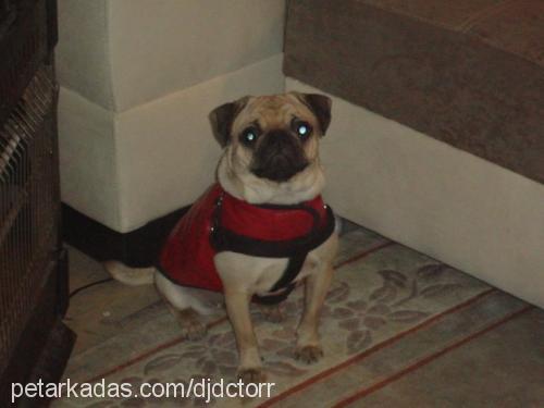 kyra-baileys Dişi Pug