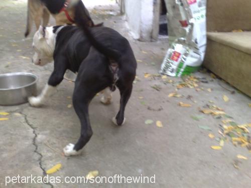 pascall Erkek Amerikan Staffordshire Terrier