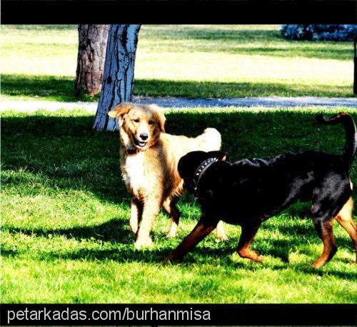 mişa Dişi Golden Retriever