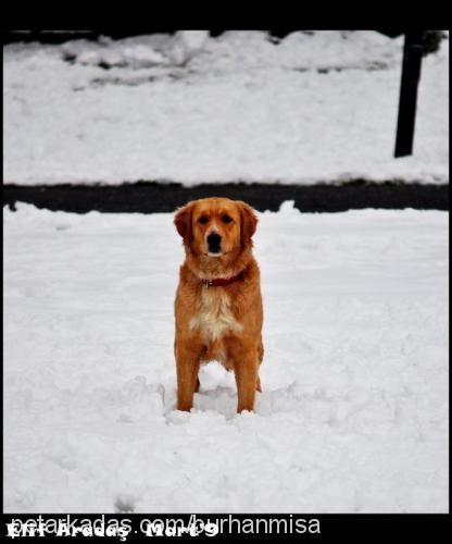 mişa Dişi Golden Retriever