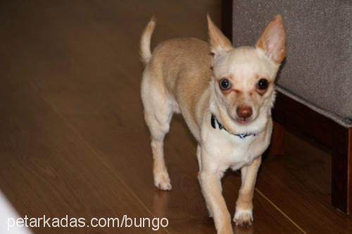 bungo Erkek Chihuahua