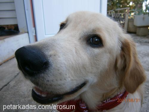 eros Erkek Golden Retriever