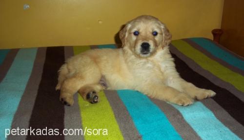 milo Erkek Golden Retriever