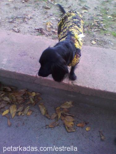 zeytin Dişi İngiliz Cocker Spaniel