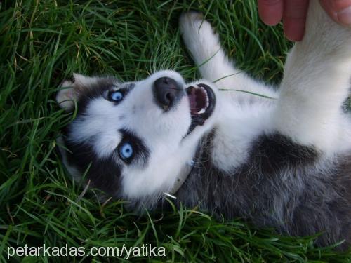 asi Erkek Sibirya Kurdu (Husky)