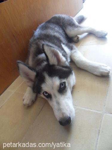 asi Erkek Sibirya Kurdu (Husky)