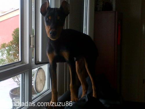 ares Erkek Doberman Pinscher