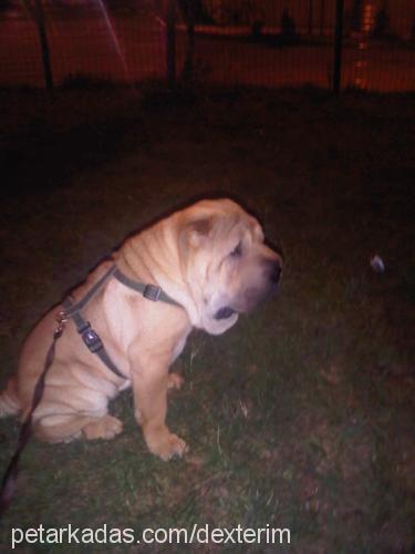 dexter Erkek Çin Shar-Pei