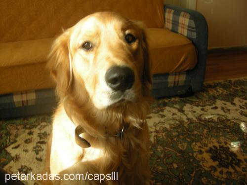 karamell Erkek Golden Retriever