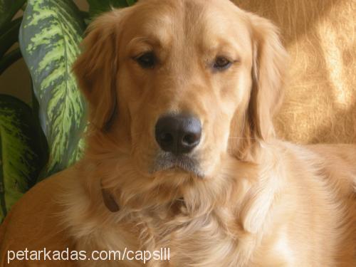 karamell Erkek Golden Retriever