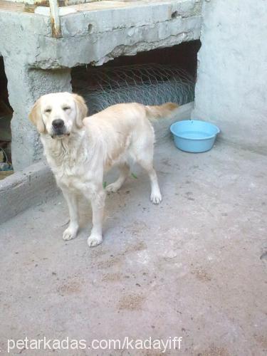 kadayıf Dişi Golden Retriever