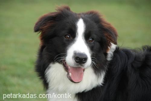 yoda Erkek Border Collie