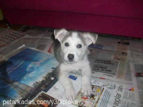 ares Erkek Alaskan Malamute