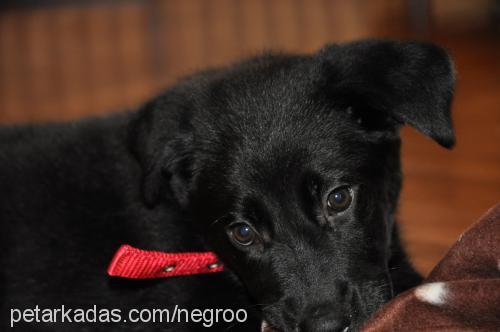 negro Erkek Labrador Retriever