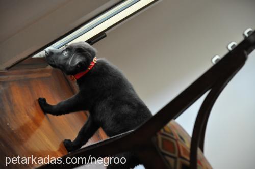 negro Erkek Labrador Retriever