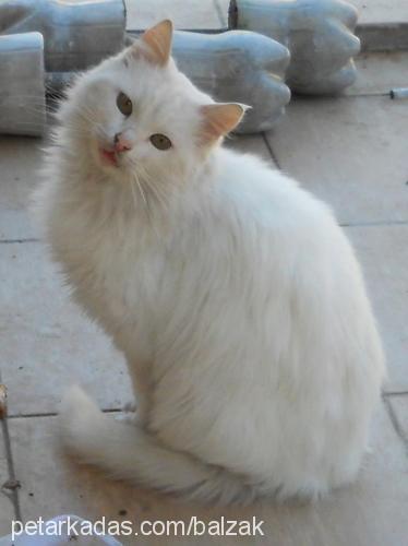 kum Erkek Ankara Kedisi (Angora)