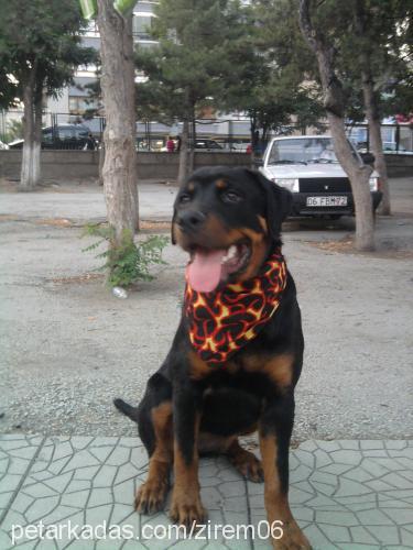 gölge Dişi Rottweiler