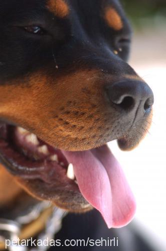 votka Dişi Rottweiler