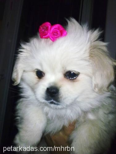 maya Dişi Pekingese