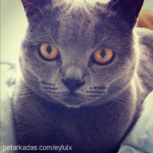 eylül Dişi British Shorthair