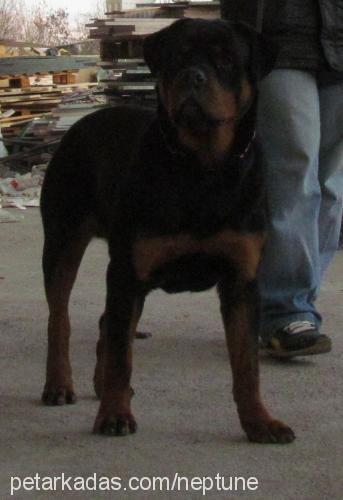 fanto Erkek Rottweiler