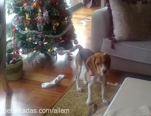 ollie Dişi Beagle