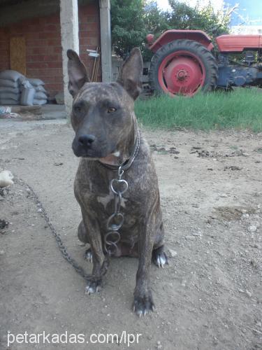 ladychanger Dişi Amerikan Pitbull Terrier