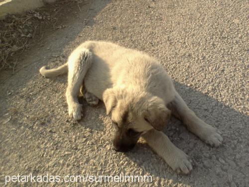 fırtına Erkek Kangal