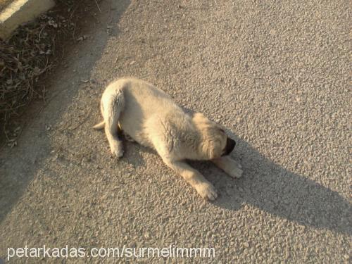 fırtına Erkek Kangal