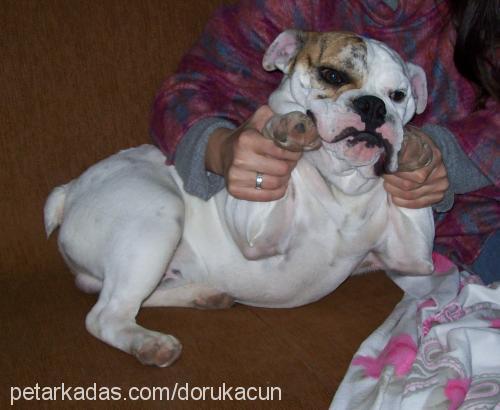 acun Erkek İngiliz Bulldog