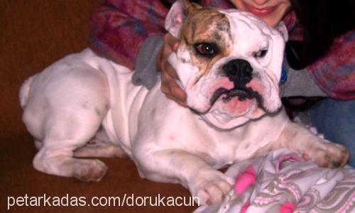 acun Erkek İngiliz Bulldog