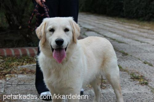 lady Dişi Golden Retriever