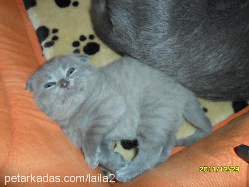 gümüş Dişi Scottish Fold