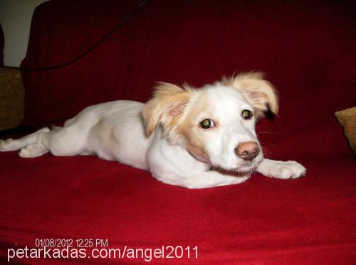 angel Dişi Jack Russell Terrier