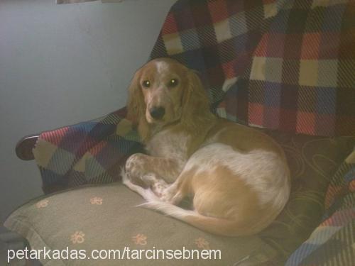 tarçın Erkek İngiliz Cocker Spaniel