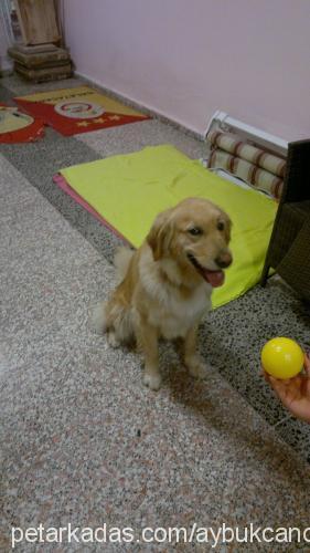 cansın Dişi Golden Retriever