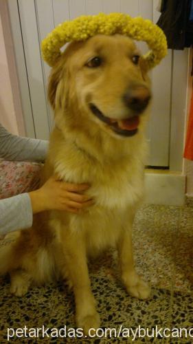 cansın Dişi Golden Retriever