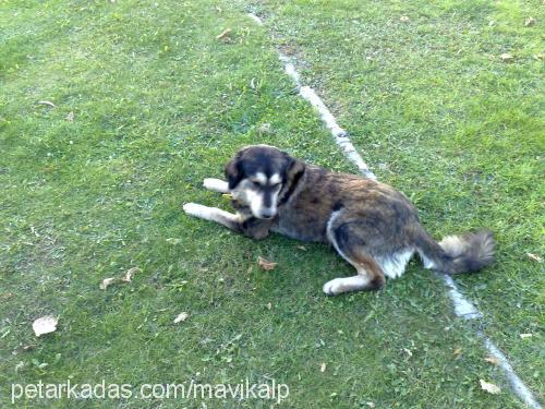 arap Erkek Avustralya Çoban Köpeği