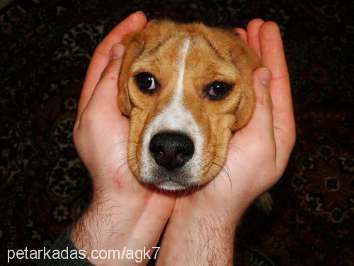 bİgg Dişi Beagle