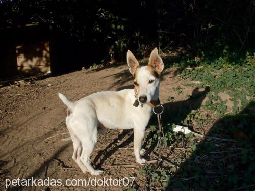 chuck Erkek Jack Russell Terrier