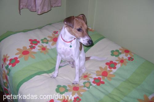 dufy Dişi Jack Russell Terrier