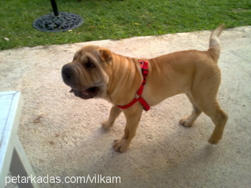 homur Erkek Çin Shar-Pei